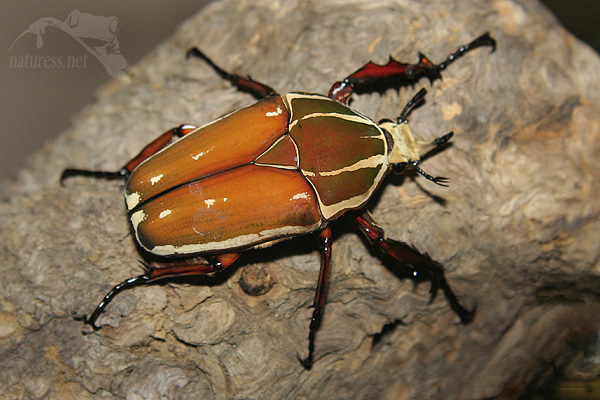 Mecynorhina ugadensis samec 1