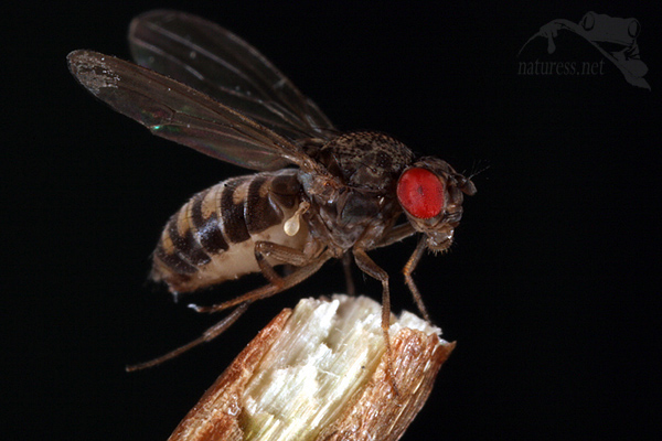Octomilka Drosophila hydei 1