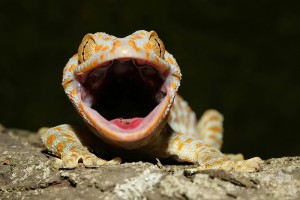 gekko-gecko--gekon-obrovsky--6.jpg