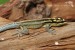 Lygodactylus kimhowelli samec 2
