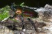 Phalacrognathus muelleri samice