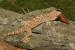 Gekko gecko (Gekon obrovský) 2