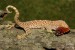 Gekko gecko (Gekon obrovský) 3