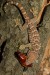 Gekko gecko (Gekon obrovský) 4