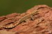 Lepidodactylus lugubris - měsíční mládě