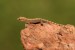 Lepidodactylus lugubris - měsíční mládě...