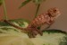 Furcifer pardalis Ambanja mládě
